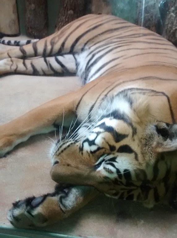 Tigre durmiendo Bildflut85